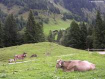 Allguer Braunvieh, gesehen im Rappenalptal an der Buchrainer-Alpe - im Hintergrund Eindsbach (hinter Oberstdorf, Landkreis Oberallgu, August 2010)