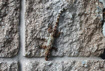 Eidechse mit Supertarnmuster auf einer Steinwand bei Lakeland/Florida - 18.04.2007