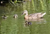Stockentenmutter mit K�ken in einem Teich in Euskirchen - 13.06.2014