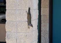  Squirrel  als Mauerknstler in Lakeland/Florida - 22.04.2007