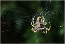 Ins Netz gegangen(2)
(31.07.2014)