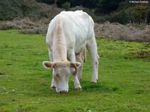 Diese Kuh wurde auf der Hochebene  Pal da Serra  auf Madeira gesichtet (Februar 2014)