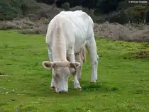 Diese Kuh wurde auf der Hochebene  Pa�l da Serra  auf Madeira gesichtet (Februar 2014)