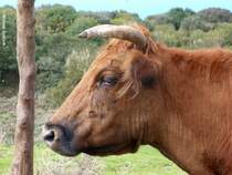 Kuh auf der Hochebene  Pal da Serra  auf Madeira (Februar 2014)