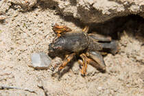 Eine tote Maulwurfsgrille wird von zwei Ameisen inspiziert. - 02.08.2014