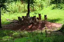 W�lfe in Tambach am 04.08.2014.