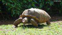 Diese Landschildkrte ist zuhause im Botanischen Garten -  Jardim Botanico  in Funchal (Madeira - Februar 2014)