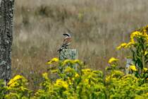 Ein Neuntter-Mnnchen am Feldrand bei Schattin; 08.08.2014