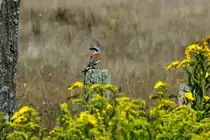 Ein Neunt�ter-M�nnchen am Feldrand bei Schattin; 08.08.2014