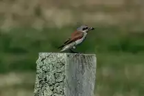 Ein Neunt�ter am Feldrand bei Schattin; 08.08.2014