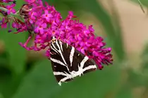 . Ein Russischer B�r oder Spanische Flagge (Euplagia quadripunctaria) besuchte am 08.08.2014 unseren Buddleja Strauch. (Jeanny) 