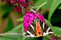 . Ein Russischer Br oder Spanische Flagge (Euplagia quadripunctaria) besuchte am 08.08.2014 unseren Buddleja Strauch. (Jeanny) 