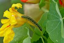 . Die Raupe des Groen Kohlweilings (Pieris brassicae) liebt die Kapuzinerkresse. 12.08.2014 (Jeanny)