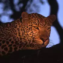 In Mala-Mala/S�dafrika auf der abendlichen Tour mit dem offenen Gel�ndewagen sahen wir den Leoparden im Baum. (Diascan)