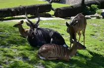 Nyala Gruppe  Zoo Berlin   28.04.2014