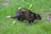 Afrikanischer Quastenstachler     14.08.2014  im Zoo Berlin