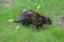 Afrikanischer Quastenstachler     14.08.2014  im Zoo Berlin