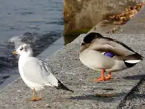 M�ve und Ente am Z�rchersee am 29.11.2008