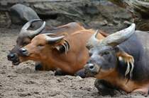 Java-Banteng     im Zoo Berlin am 14.08.2014
