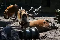 Pinselohrschweine     im Zoo Berlin am 14.08.2014