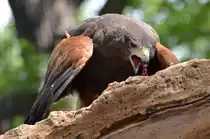 W�stenbussard     im Zoo Berlin am  14.08.2014