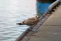 Jungm�we vor einer Fischerh�tte im Fischereihafen Freest macht zeitweise lautstark auf sich aufmerksam. - 19.08.2014