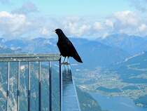 Alpendohle(Pyrrhocorax graculus), am Gelnder der 5Finger´s am Krippenstein/Dachstein (hoch ber dem Hallstttersee); 140817