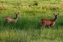 Reh-Zwillinge unmittelbat hinterm Gartenzaun, Nassenheide, 21.08.2014.