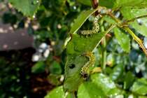 . Larvenballett auf einem Rosenblatt. 24.08.2014 (Jeanny)