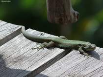 Madeira-Mauereidechse (Funchal/Madeira - Mrz 2014)