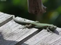 Madeira-Mauereidechse (Funchal/Madeira - M�rz 2014)