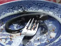 Diese Madeira-Mauereidechse macht sich �ber die Kuchenkr�mmel her (Funchal/Madeira - M�rz 2014)