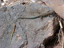 Gleich zwei Madeira-Mauereidechsen sonnen sich an der Kaimauer in Jardim do Mar (Sdkste Madeiras - Mrz 2014)