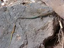 Gleich zwei Madeira-Mauereidechsen sonnen sich an der Kaimauer in Jardim do Mar (S�dk�ste Madeiras - M�rz 2014)