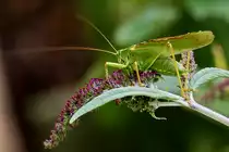 . Ein M�nnchen der Gattung Gr�nes oder Gro�es Heupferd (Tettigonia viridissima) besucht der Sommerflieder.  26.08.2014 (Hans)