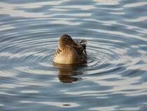 Ente im Zrchersee am 29.11.2008