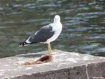 M�we im Hafen von C�mara de Lobos (S�dk�ste Madeiras - M�rz 2014)