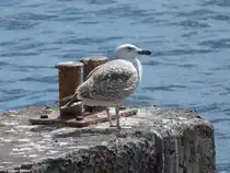 M�we im Hafen von C�mara de Lobos (S�dk�ste Madeiras - M�rz 2014)