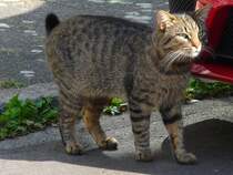 Stubentiger in Vorst, 26.9.13