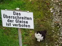  Ich versprech´s, schreite nicht �ber die Gleise  scheint der Blick dieser Katze am Bhf. Ried auszusagen; 140831