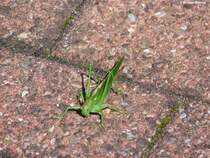 Diese Heuschrecke sprang mir auf dem Bahnsteig vom Bf. Wuppertal-Steinbeck (NRW, 28.08.2014) direkt vor die Fe.