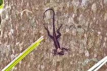 Eidechse Rot/braun bei Lakeland/Florida - 18.04.2007