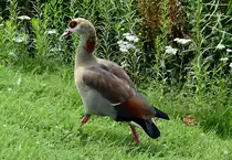 Nilgans im Schlo�garten von Br�hl - 26.07.2014