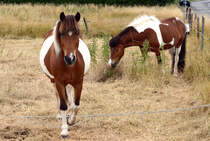 Pferde auf einer Koppel in Eu-Wikirchen - 25.06.2014