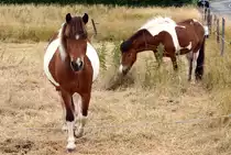 Pferde auf einer Koppel in Eu-Wi�kirchen - 25.06.2014