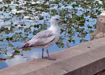 M�we an einem See bei Lakeland/Florida - 03.04.2008