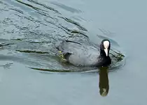 Bl�sshuhn im M�nchweiher vor dem Schlo� Br�hl - 26.07.2014