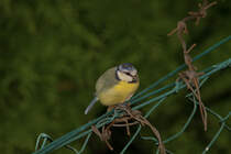 Blaumeise mit Kuschelfaktor. - 29.08.2014