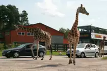 Giraffen im deutschen Stra�enverkehr;-) Serengeti Pakr Hodenhagen; 03.09.2014