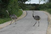 Zwei Nandus berqueren eine Strae bei Thandorf; 23.08.2014